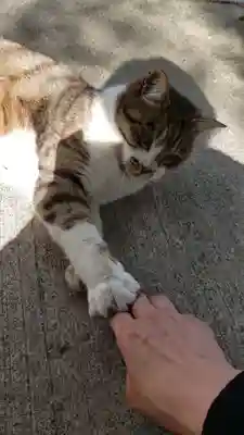荻窪白山神社(東京都)