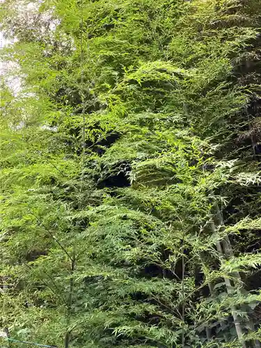 大山祇神社の自然