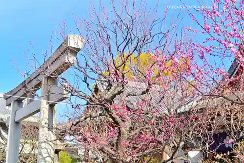亀戸天神社(東京都)