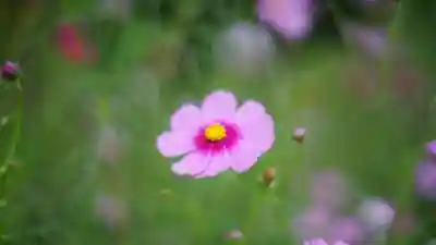 般若寺 ❁﻿コスモス寺❁(奈良県)