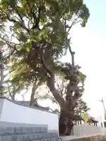 旧府神社の自然