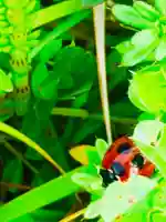 芝山仁王尊 観音教寺の自然