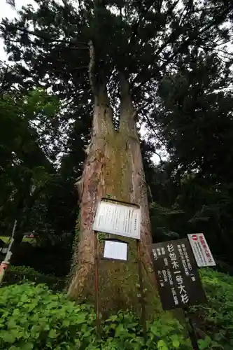 武蔵御嶽神社の自然