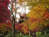 金剛輪寺の自然