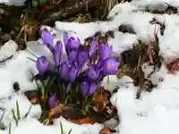留辺蘂神社の自然