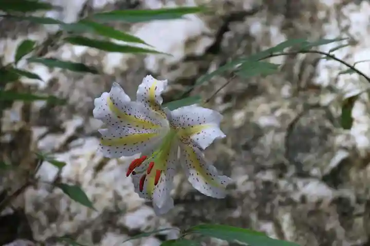 鹿島大神宮の自然