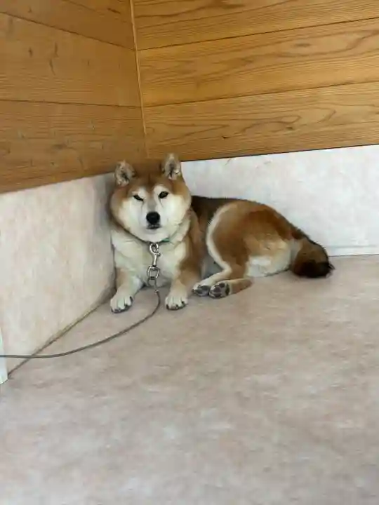 長妙寺(千葉県)