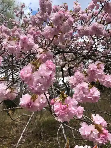 正一位 若草稲荷神社の自然