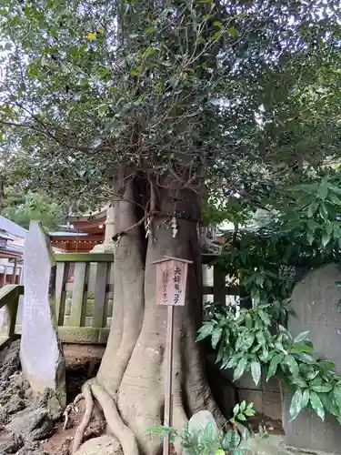 岩槻久伊豆神社の自然