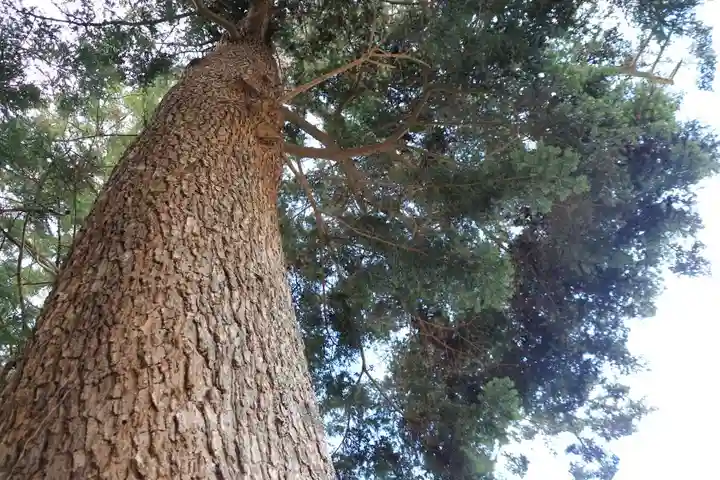 三春大神宮の自然