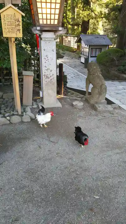 大崎八幡宮の動物