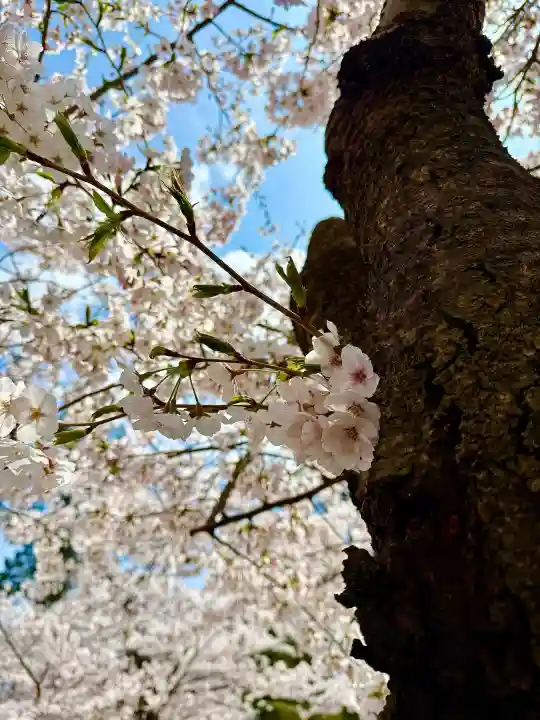 開成山大神宮の{uncategorized: "未分類", other: "その他", undefined: "問題あり", building: "その他建物", grave: "お墓", sacred_gate: "鳥居", guardian: "狛犬", statue: "像", buddha: "仏像", history: "歴史", nature: "自然", garden: "庭園", animal: "動物", pagoda: "塔", temizu: "手水舎", mountain_gate: "山門・神門", sanctuary: "本殿・本堂", subordinate: "末社・摂社", art: "芸術", scenery: "景色", jizo: "地蔵", ema: "絵馬", goshuin: "御朱印", omikuji: "おみくじ", items: "授与品その他", amulet: "お守り", goshuincho: "御朱印帳", eats: "食事", festival: "お祭り", votive_dance: "神楽", shichigosan: "七五三参", wedding: "結婚式", experience: "体験その他", initially: "初詣", around: "周辺", anti_infection: "感染症対策"}