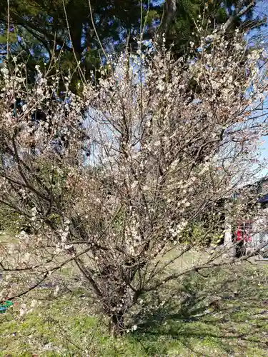 日吉神社の自然