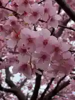 鷲宮神社の自然