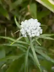 吾嬬者耶神社の自然