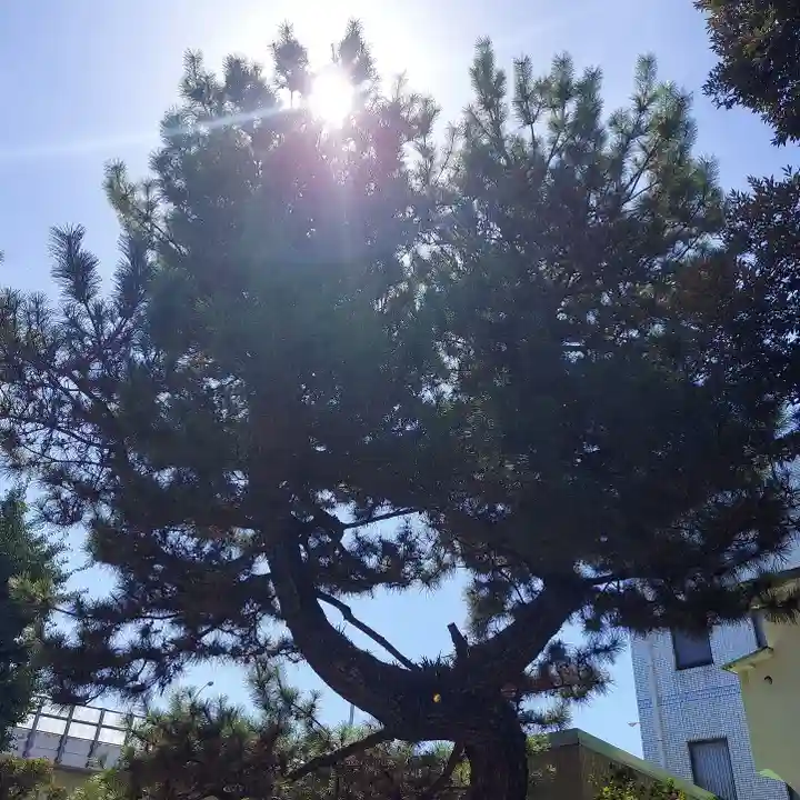 西宮恵比寿神社(静岡県)