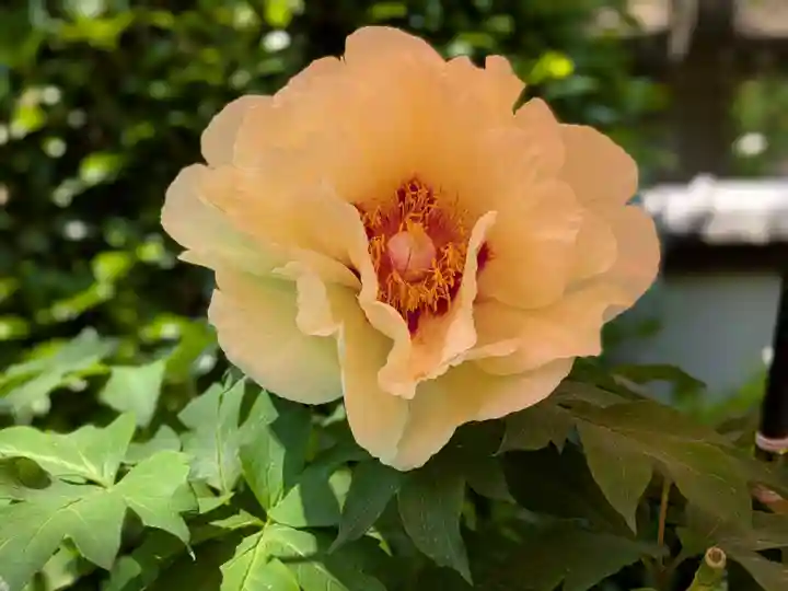 上野東照宮(東京都)