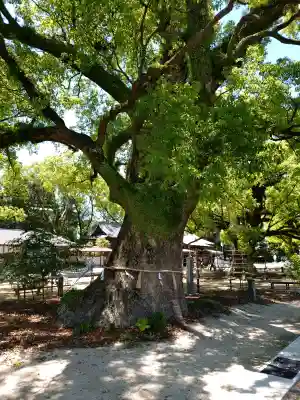 諫早神社（九州総守護  四面宮）の{uncategorized: "未分類", other: "その他", undefined: "問題あり", building: "その他建物", grave: "お墓", sacred_gate: "鳥居", guardian: "狛犬", statue: "像", buddha: "仏像", history: "歴史", nature: "自然", garden: "庭園", animal: "動物", pagoda: "塔", temizu: "手水舎", mountain_gate: "山門・神門", sanctuary: "本殿・本堂", subordinate: "末社・摂社", art: "芸術", scenery: "景色", jizo: "地蔵", ema: "絵馬", goshuin: "御朱印", omikuji: "おみくじ", items: "授与品その他", amulet: "お守り", goshuincho: "御朱印帳", eats: "食事", festival: "お祭り", votive_dance: "神楽", shichigosan: "七五三参", wedding: "結婚式", experience: "体験その他", initially: "初詣", around: "周辺", anti_infection: "感染症対策"}