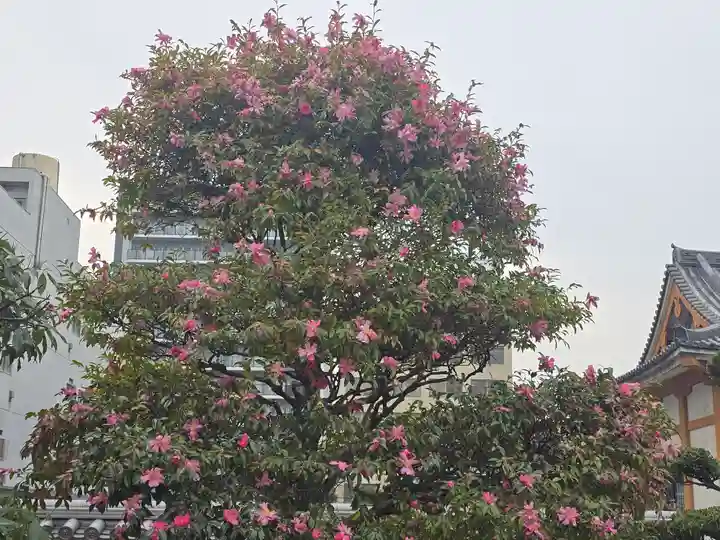 祥雲寺(大阪府)