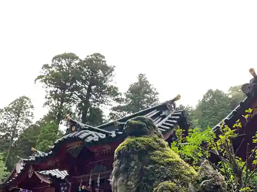 箱根神社の狛犬