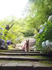 尊永寺の動物