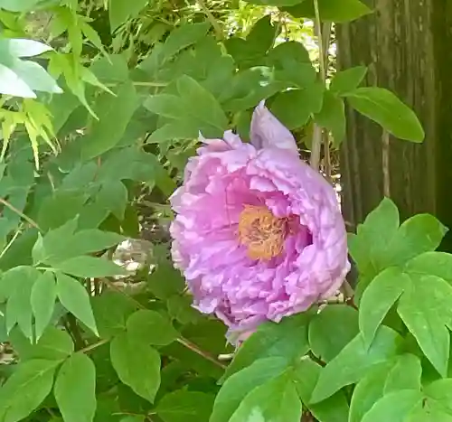 多聞院の{uncategorized: "未分類", other: "その他", undefined: "問題あり", building: "その他建物", grave: "お墓", sacred_gate: "鳥居", guardian: "狛犬", statue: "像", buddha: "仏像", history: "歴史", nature: "自然", garden: "庭園", animal: "動物", pagoda: "塔", temizu: "手水舎", mountain_gate: "山門・神門", sanctuary: "本殿・本堂", subordinate: "末社・摂社", art: "芸術", scenery: "景色", jizo: "地蔵", ema: "絵馬", goshuin: "御朱印", omikuji: "おみくじ", items: "授与品その他", amulet: "お守り", goshuincho: "御朱印帳", eats: "食事", festival: "お祭り", votive_dance: "神楽", shichigosan: "七五三参", wedding: "結婚式", experience: "体験その他", initially: "初詣", around: "周辺", anti_infection: "感染症対策"}