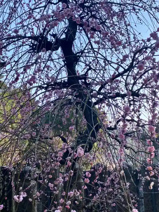 若狭野天満神社の自然