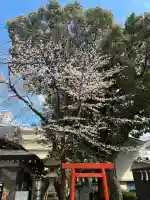 田無神社の{uncategorized: "未分類", other: "その他", undefined: "問題あり", building: "その他建物", grave: "お墓", sacred_gate: "鳥居", guardian: "狛犬", statue: "像", buddha: "仏像", history: "歴史", nature: "自然", garden: "庭園", animal: "動物", pagoda: "塔", temizu: "手水舎", mountain_gate: "山門・神門", sanctuary: "本殿・本堂", subordinate: "末社・摂社", art: "芸術", scenery: "景色", jizo: "地蔵", ema: "絵馬", goshuin: "御朱印", omikuji: "おみくじ", items: "授与品その他", amulet: "お守り", goshuincho: "御朱印帳", eats: "食事", festival: "お祭り", votive_dance: "神楽", shichigosan: "七五三参", wedding: "結婚式", experience: "体験その他", initially: "初詣", around: "周辺", anti_infection: "感染症対策"}
