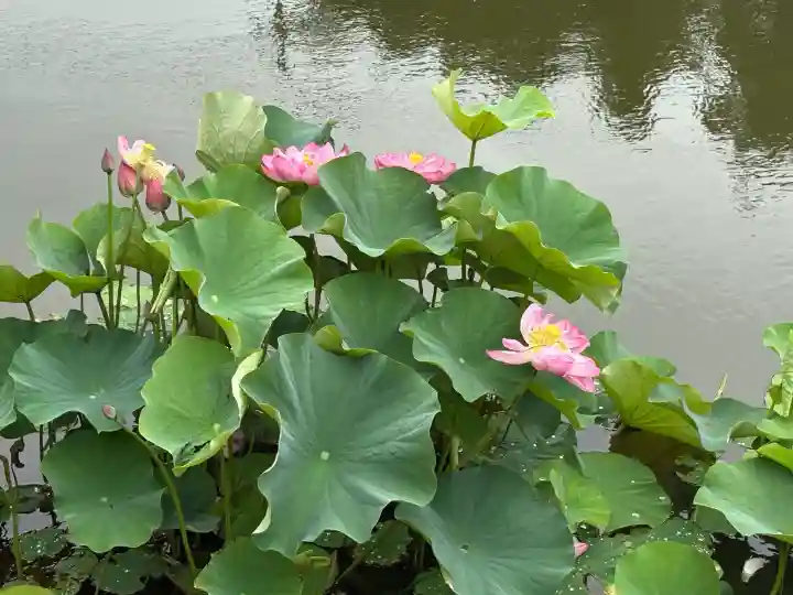 福島八幡宮(福岡県)