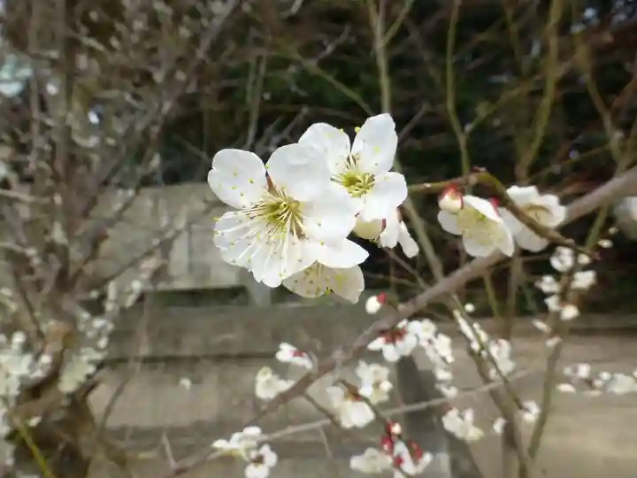 玉祖神社(山口県)