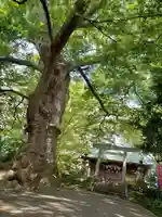愛宕神社の自然