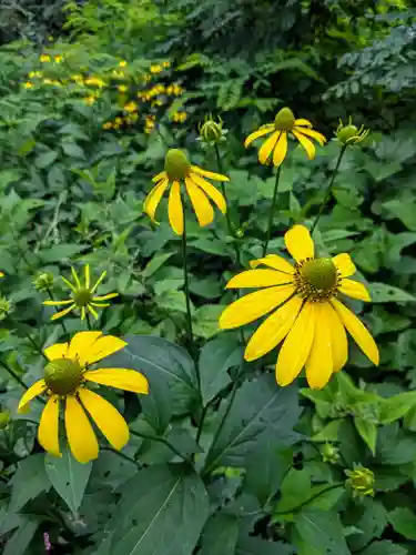 相馬妙見宮　大上川神社の自然