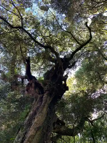 皇産霊神社の自然