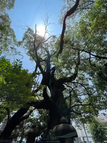 若一神社の自然