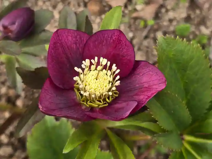 円照寺(兵庫県)