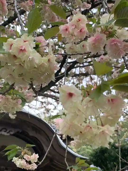 西福寺(福井県)