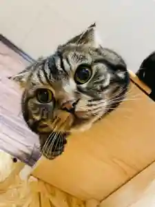 照光山 養命寺の動物(2021年04月29日(木) 09時20分35秒投稿)