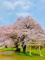 鹿嶋神社の自然