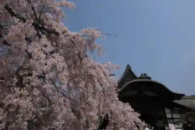 醍醐寺の{uncategorized: "未分類", other: "その他", undefined: "問題あり", building: "その他建物", grave: "お墓", sacred_gate: "鳥居", guardian: "狛犬", statue: "像", buddha: "仏像", history: "歴史", nature: "自然", garden: "庭園", animal: "動物", pagoda: "塔", temizu: "手水舎", mountain_gate: "山門・神門", sanctuary: "本殿・本堂", subordinate: "末社・摂社", art: "芸術", scenery: "景色", jizo: "地蔵", ema: "絵馬", goshuin: "御朱印", omikuji: "おみくじ", items: "授与品その他", amulet: "お守り", goshuincho: "御朱印帳", eats: "食事", festival: "お祭り", votive_dance: "神楽", shichigosan: "七五三参", wedding: "結婚式", experience: "体験その他", initially: "初詣", around: "周辺", anti_infection: "感染症対策"}