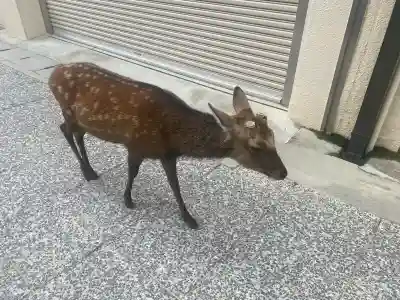 厳島神社(広島県)