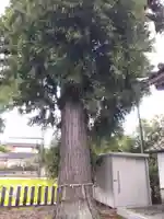 神明神社(福井県)