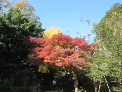 安國論寺（安国論寺）の自然