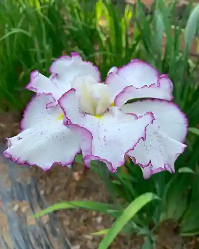 伊佐須美神社の自然