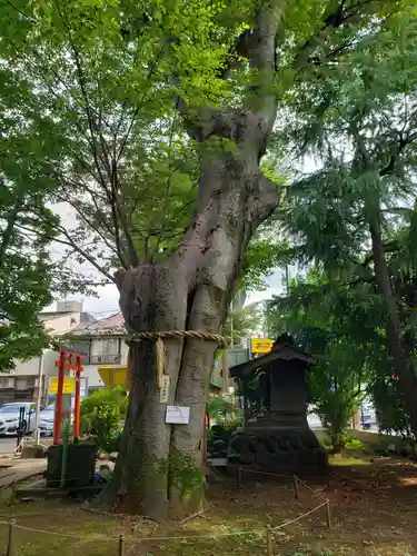 阿佐谷弁天社の自然