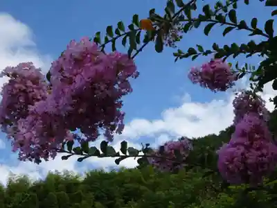 御誕生寺（猫寺）(福井県)