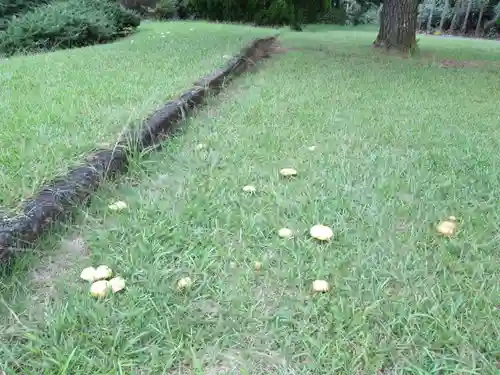 屋久島大社の自然