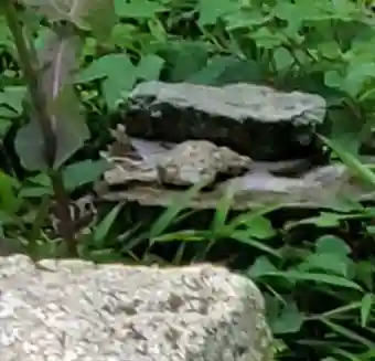 人丸神社（小中町）(栃木県)