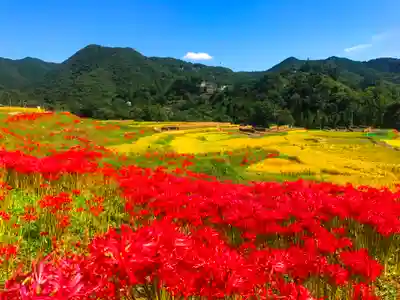 【公式】龍門院常楽寺（秩父札所十一番）の自然