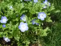 立志神社の自然