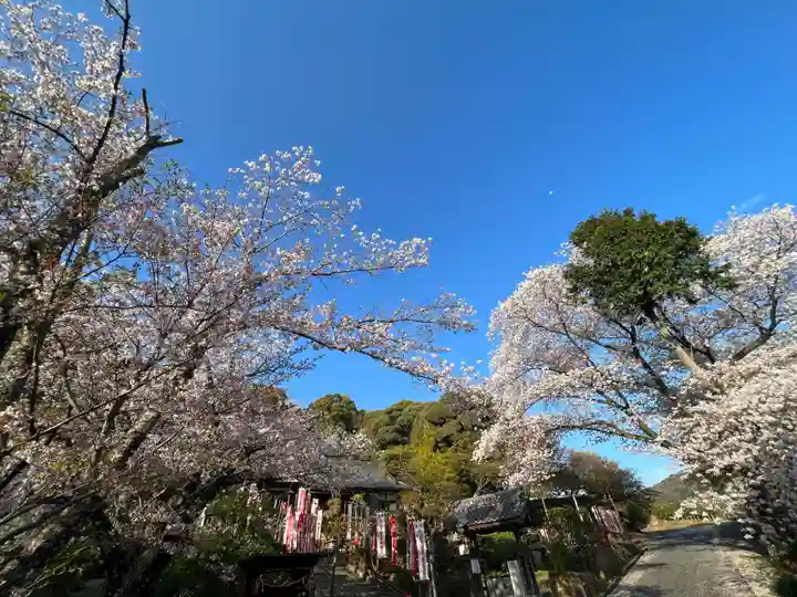 五井山 妙善院の自然
